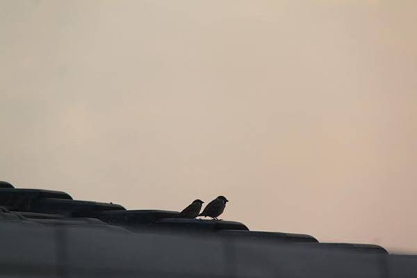 在講堂屋頂上看日出的兩隻麻雀