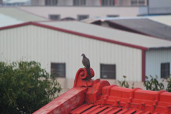 黃昏舊講堂屋頂之斑鳩