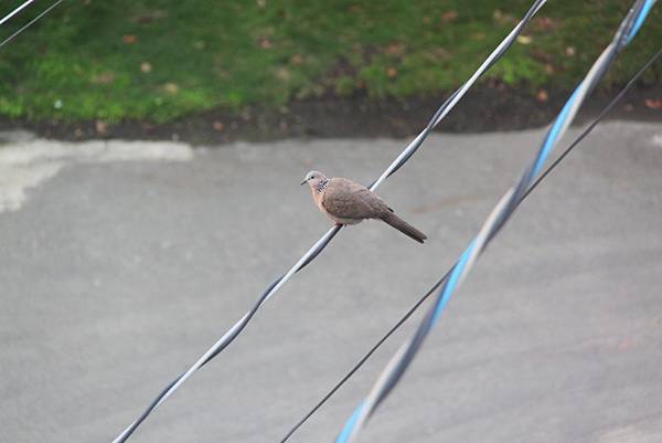 電線上的斑鳩