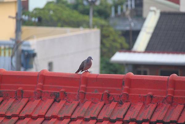 舊講堂屋頂的斑鳩