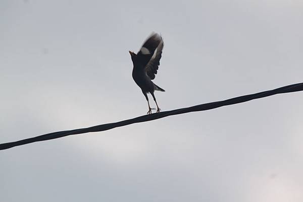 九官鳥起飛的美姿