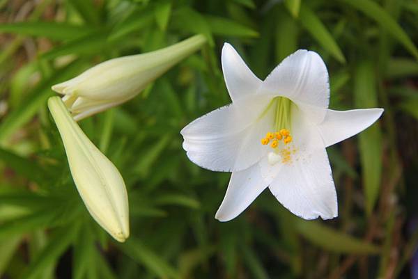 百合花