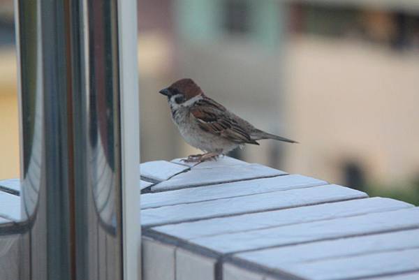 早晨講堂陽台上的麻雀