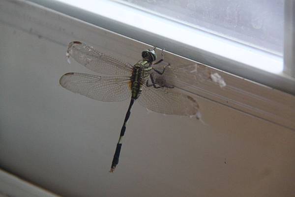 早晨放生了這隻誤入講堂內的蜻蜓