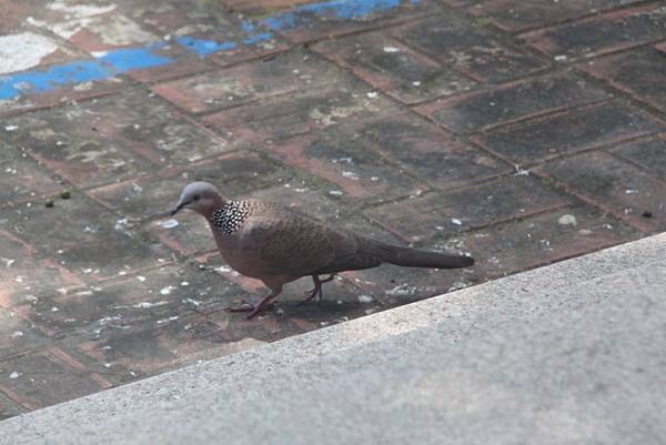 講堂台階前的斑鳩