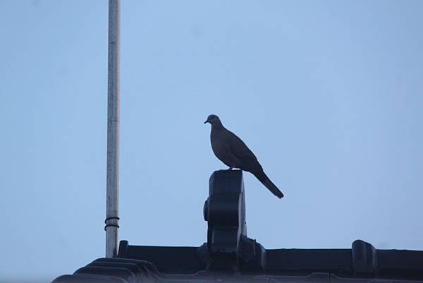 講堂屋頂上的斑鳩