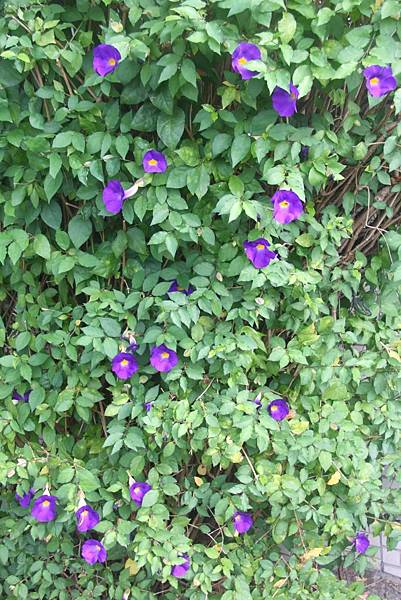 講堂圍牆邊的紫花