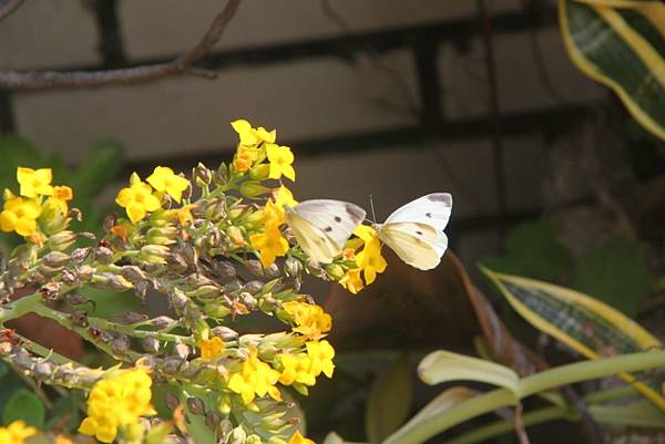 兩隻白色蝴蝶