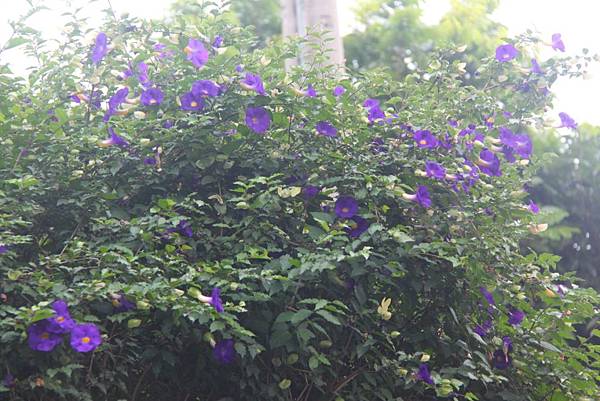 盛開的紫花之一