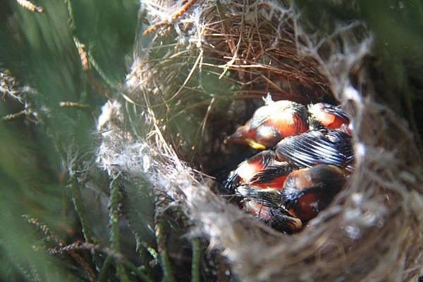 庭園觀音菩薩旁的迷你鳥巢已經孵出三隻幼鳥