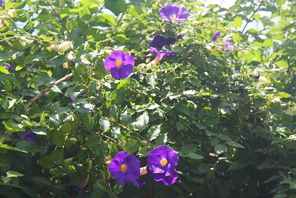 陽光下的紫花