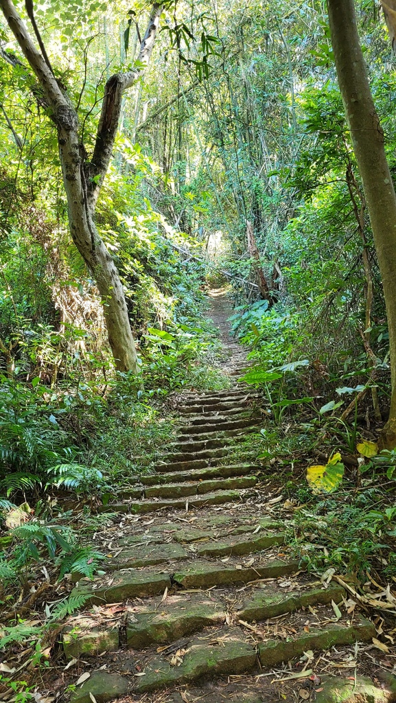 狗殷勤古道上平菁街賞櫻出坪頂古圳