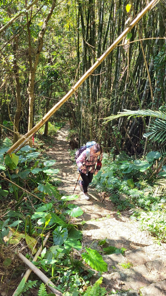 狗殷勤古道上平菁街賞櫻出坪頂古圳