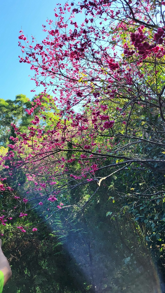 狗殷勤古道上平菁街賞櫻出坪頂古圳