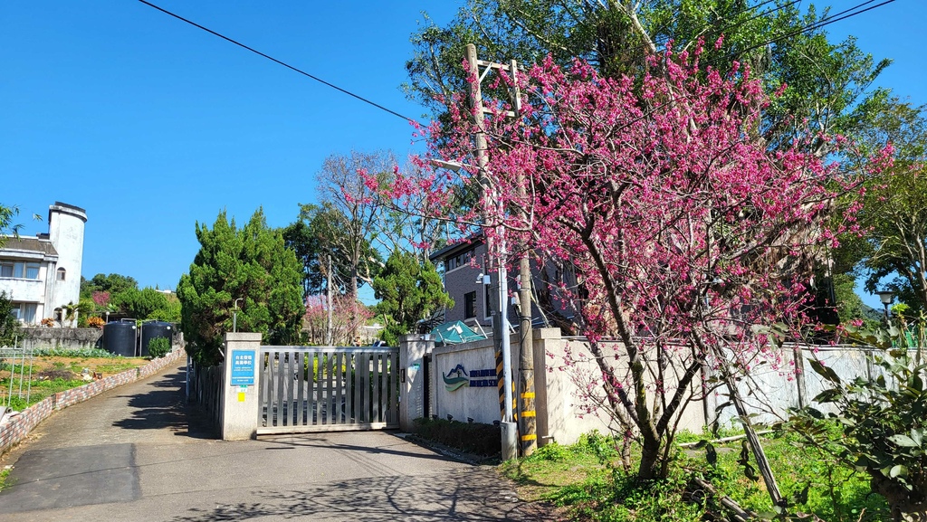 狗殷勤古道上平菁街賞櫻出坪頂古圳