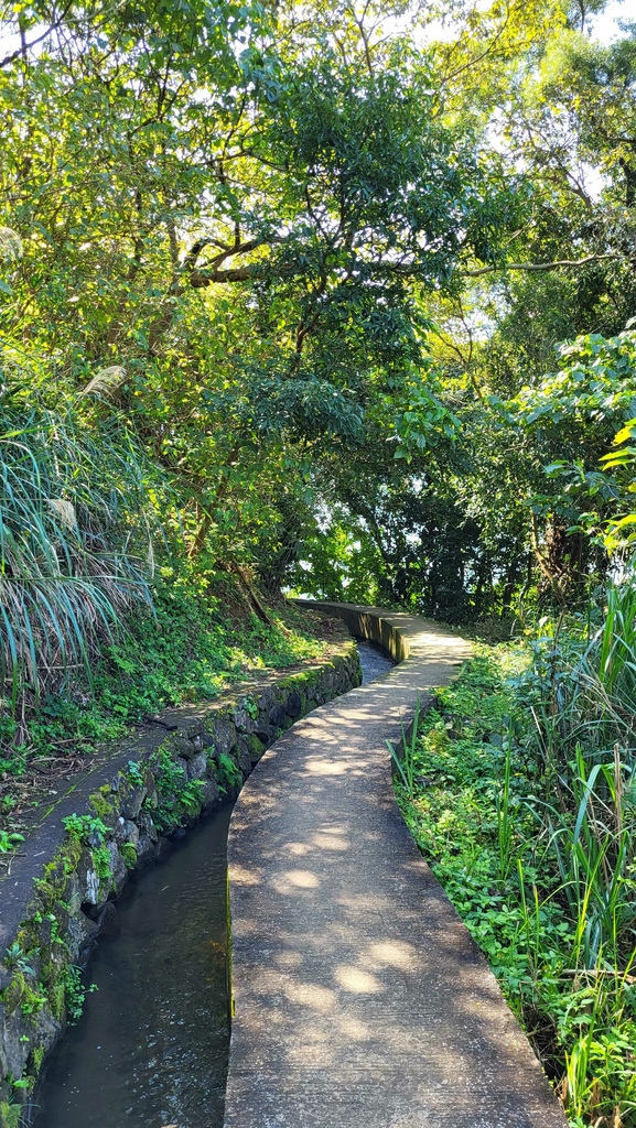 狗殷勤古道上平菁街賞櫻出坪頂古圳