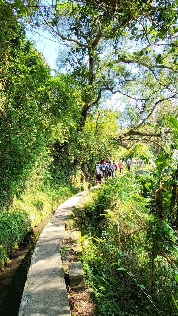 狗殷勤古道上平菁街賞櫻出坪頂古圳