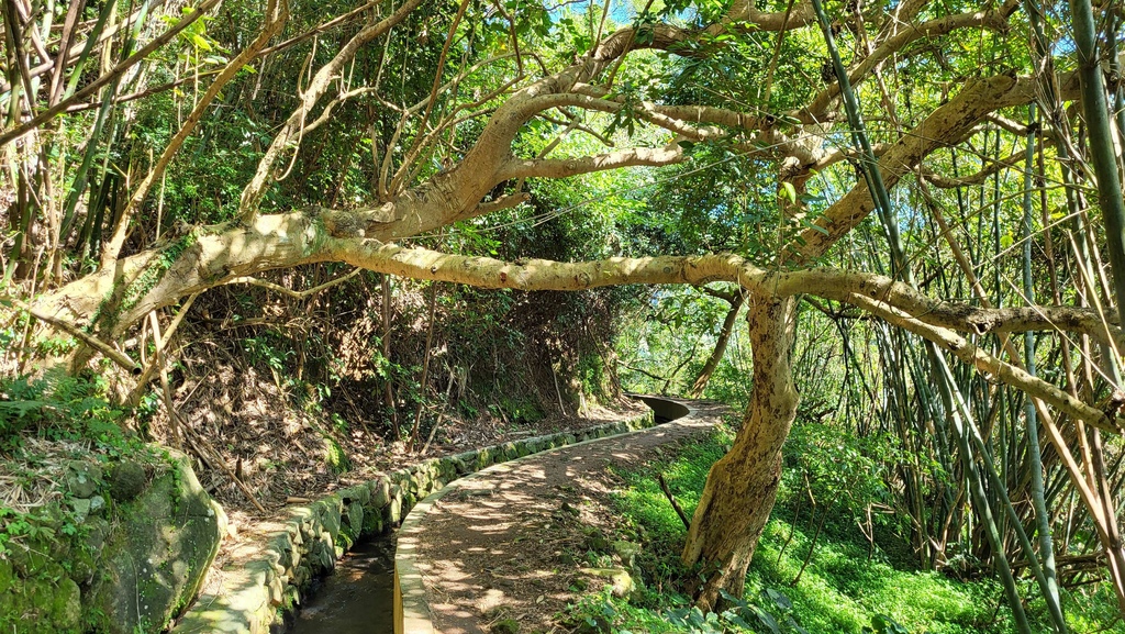 狗殷勤古道上平菁街賞櫻出坪頂古圳