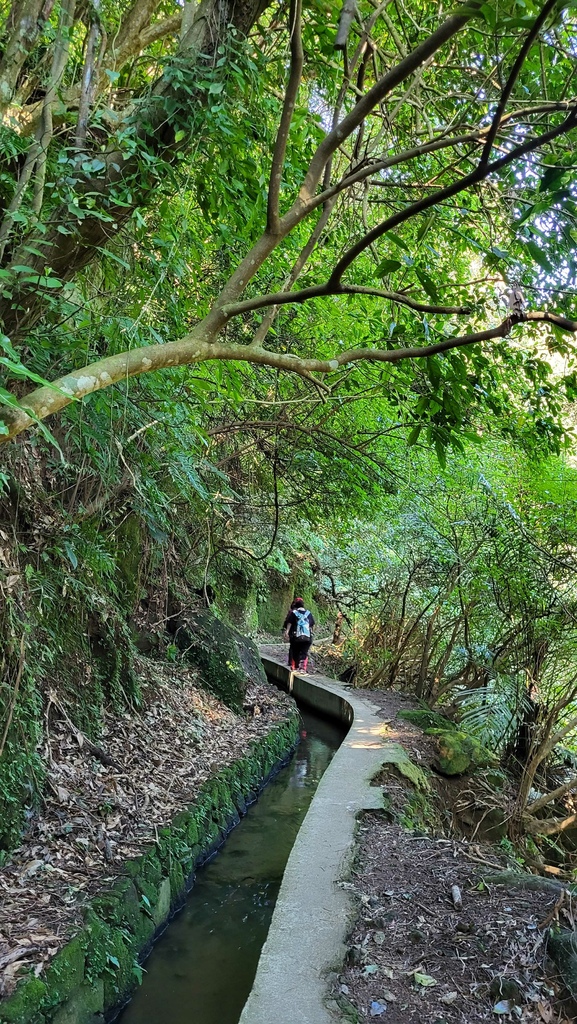 狗殷勤古道上平菁街賞櫻出坪頂古圳