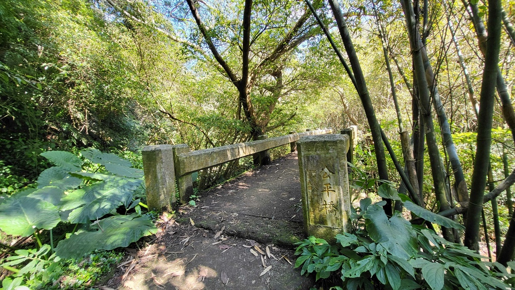 狗殷勤古道上平菁街賞櫻出坪頂古圳