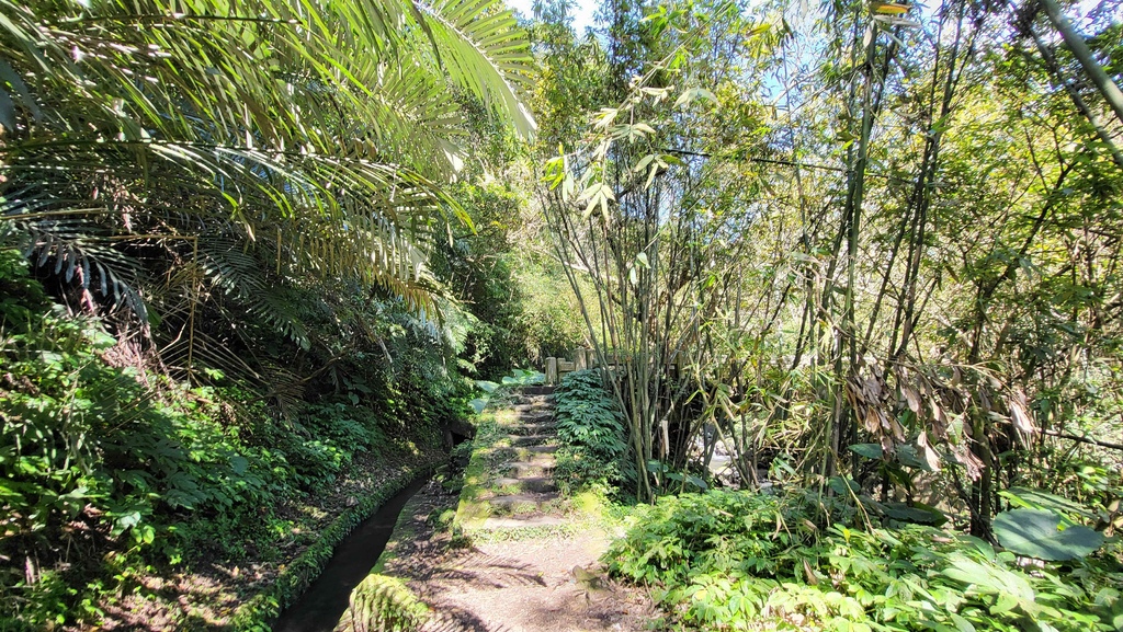 狗殷勤古道上平菁街賞櫻出坪頂古圳