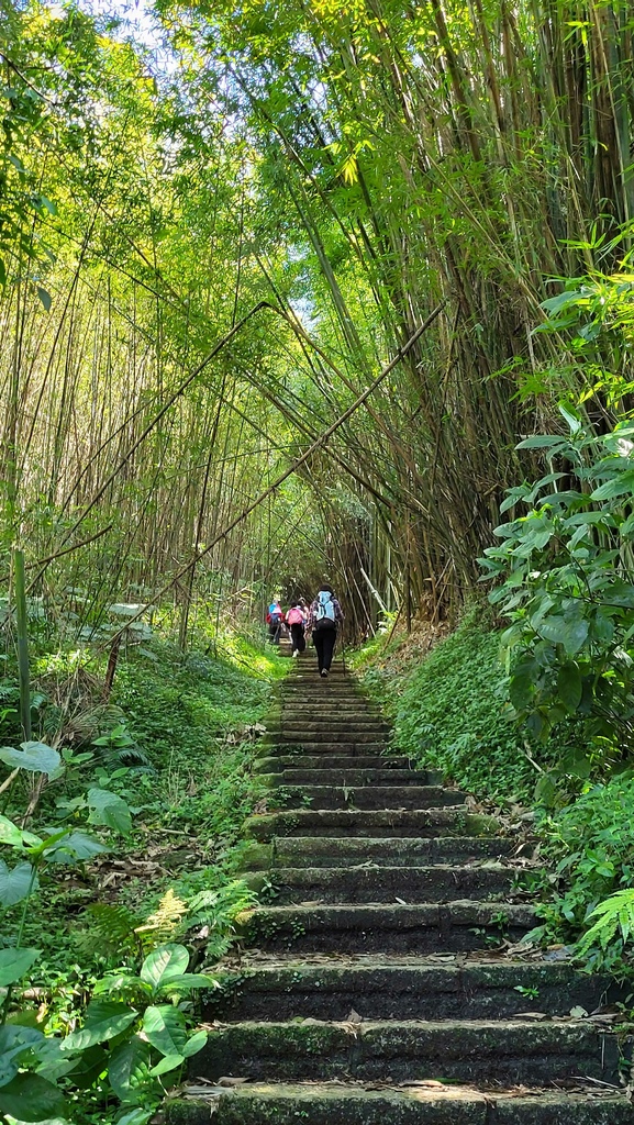 狗殷勤古道上平菁街賞櫻出坪頂古圳