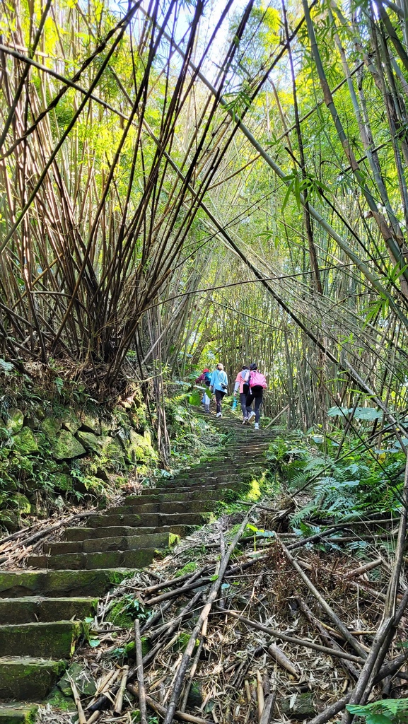 狗殷勤古道上平菁街賞櫻出坪頂古圳