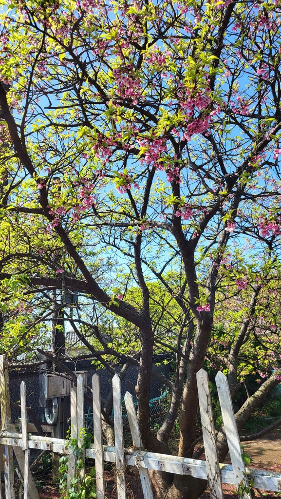 狗殷勤古道上平菁街賞櫻出坪頂古圳