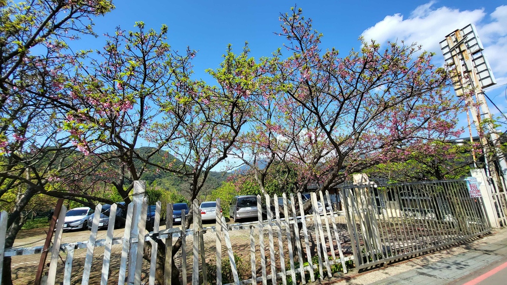 狗殷勤古道上平菁街賞櫻出坪頂古圳