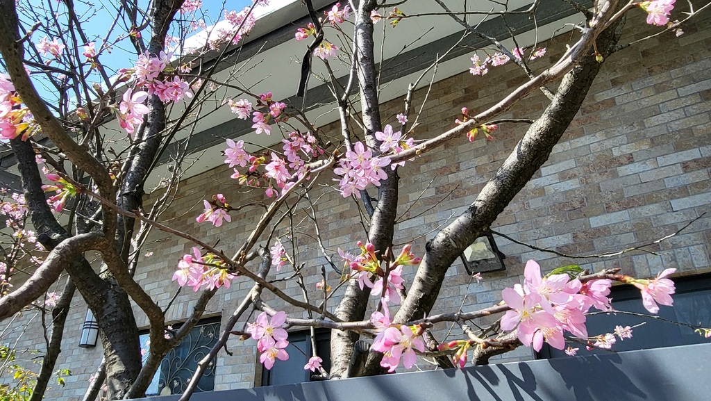 狗殷勤古道上平菁街賞櫻出坪頂古圳