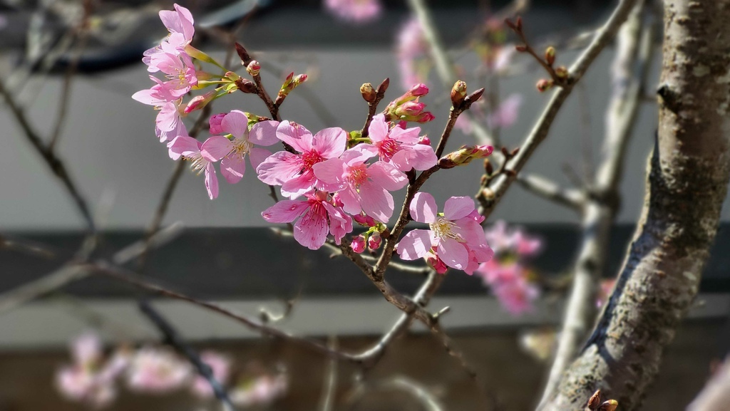 狗殷勤古道上平菁街賞櫻出坪頂古圳