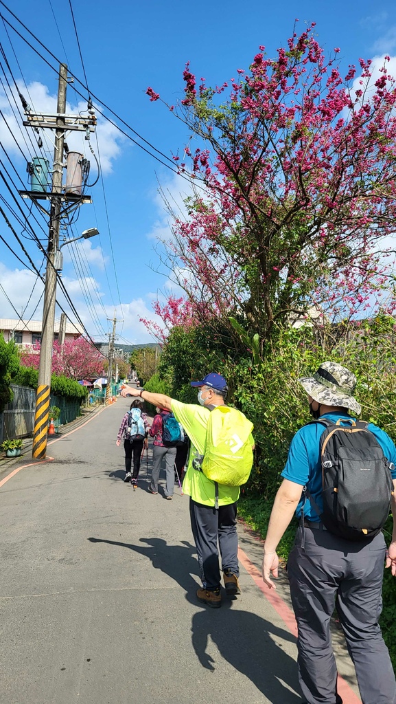 狗殷勤古道上平菁街賞櫻出坪頂古圳