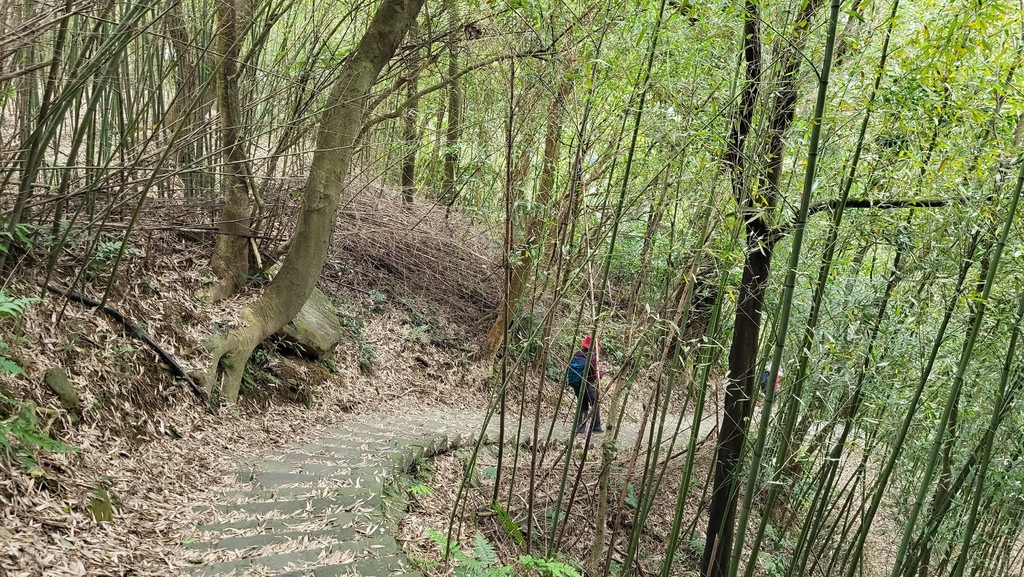 狗殷勤古道上平菁街賞櫻出坪頂古圳