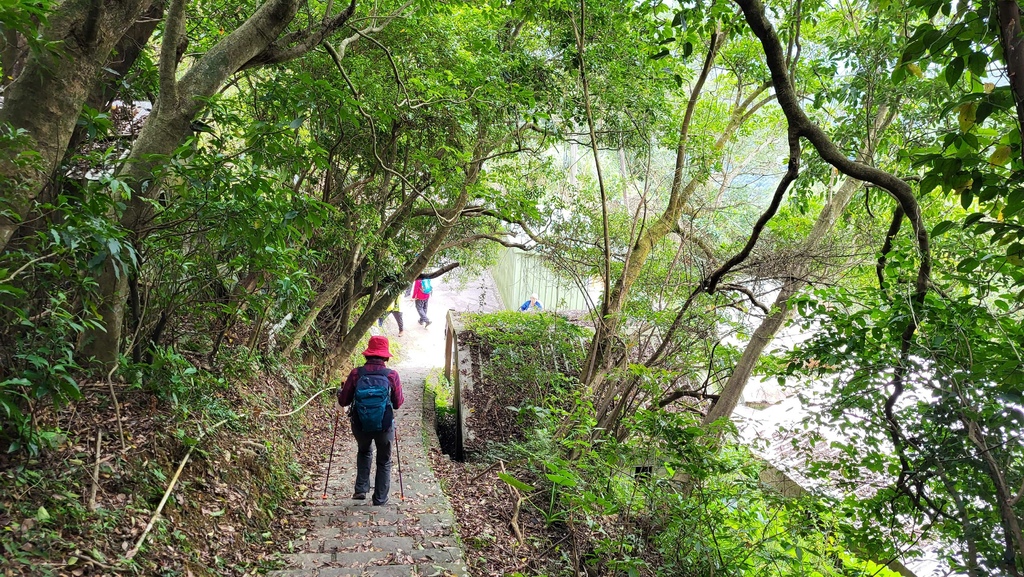 狗殷勤古道上平菁街賞櫻出坪頂古圳