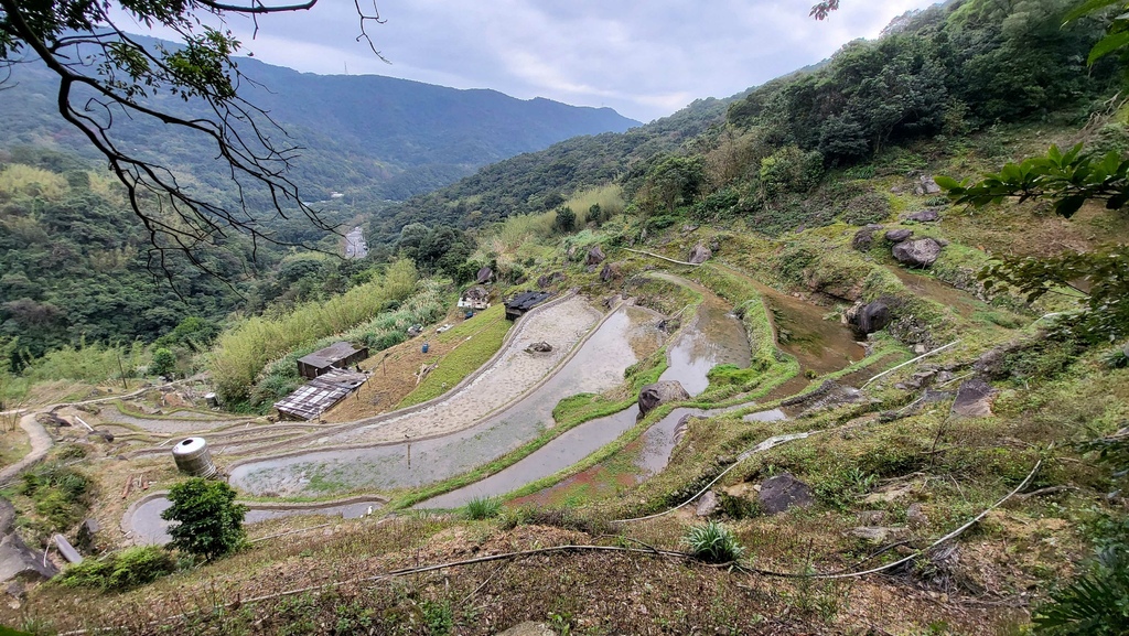 狗殷勤古道上平菁街賞櫻出坪頂古圳