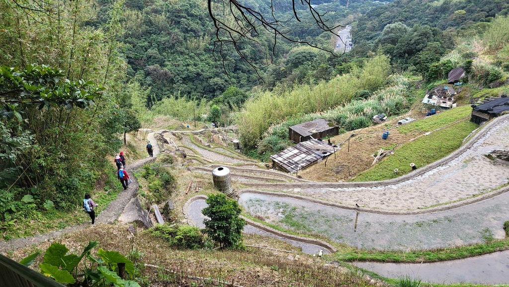 狗殷勤古道上平菁街賞櫻出坪頂古圳