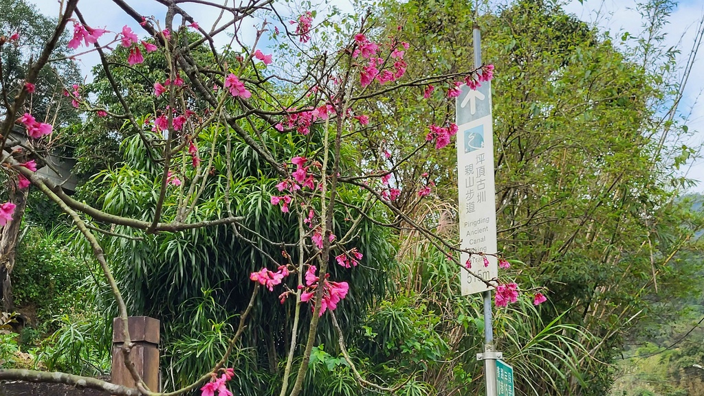 狗殷勤古道上平菁街賞櫻出坪頂古圳