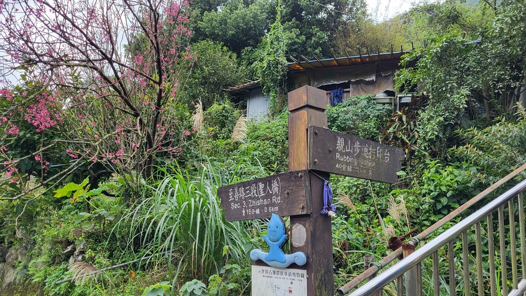 狗殷勤古道上平菁街賞櫻出坪頂古圳