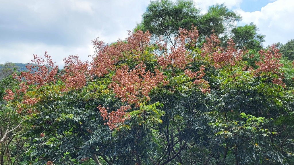 台北大縱走第七段