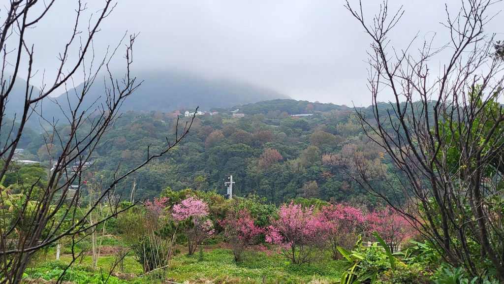 十八拐水圳步道賞櫻