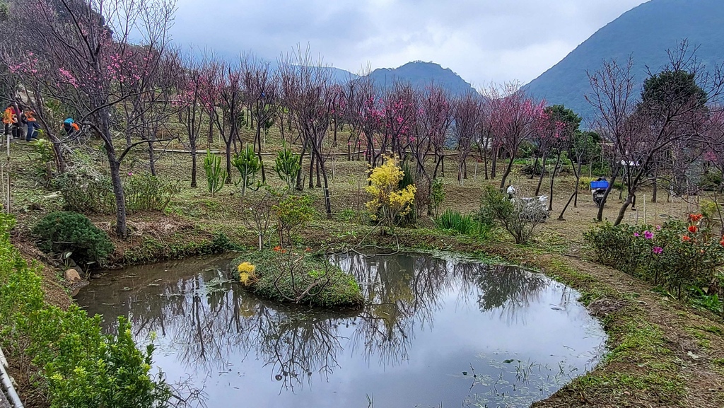 十八拐水圳步道賞櫻