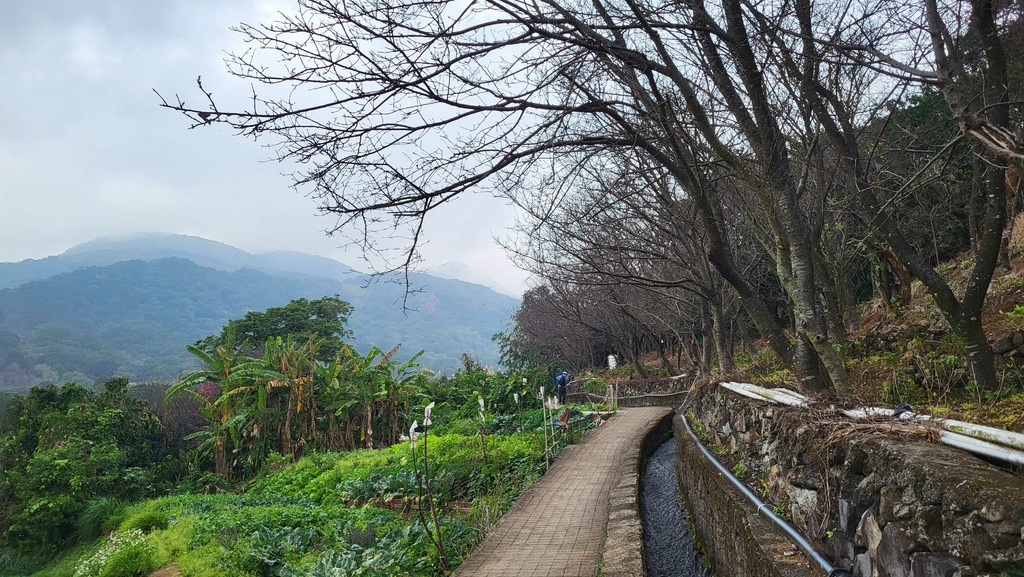 十八拐水圳步道賞櫻