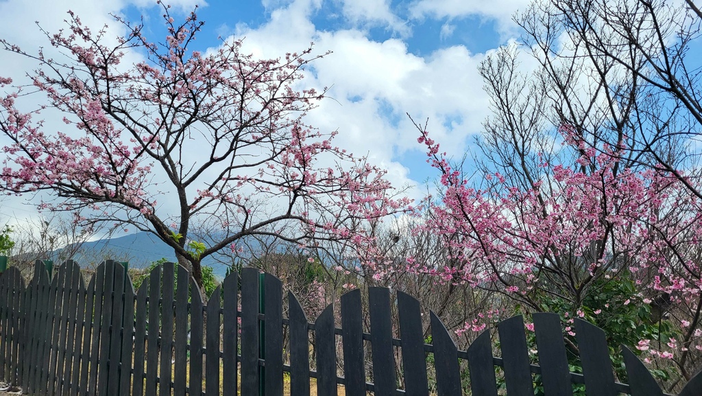 十八拐水圳步道賞櫻