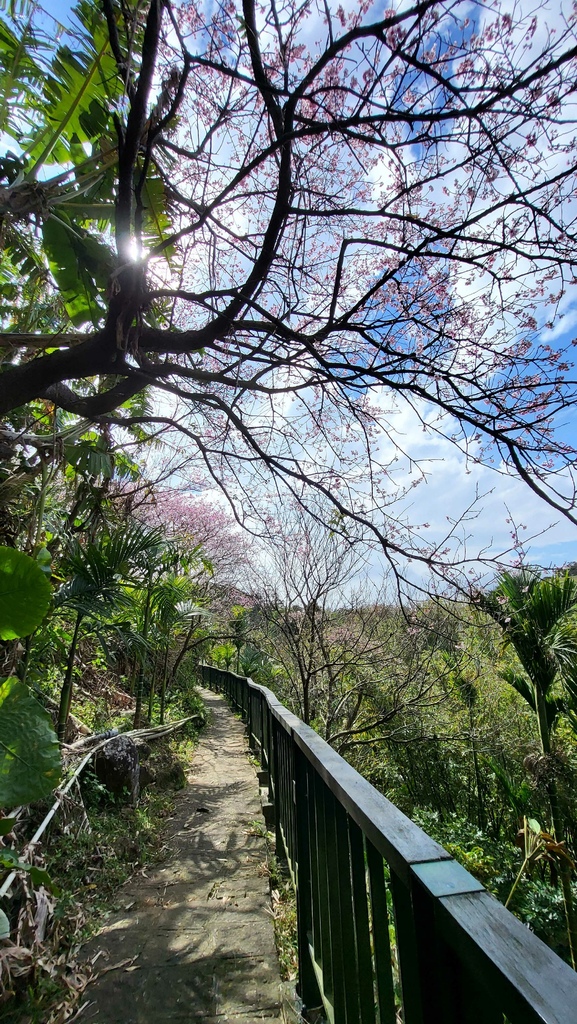 十八拐水圳步道賞櫻