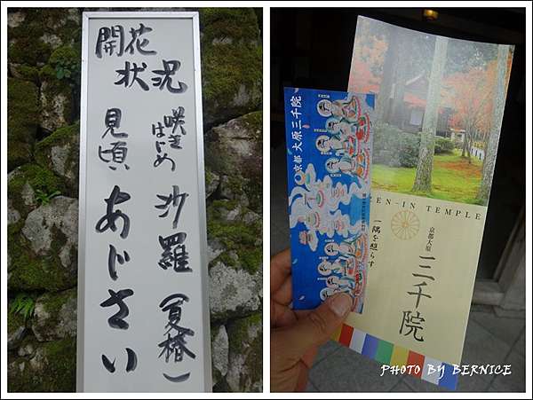 日本花卉 天台宗大原三千院門跡 紫陽花苑 京都bernice部落格 痞客邦
