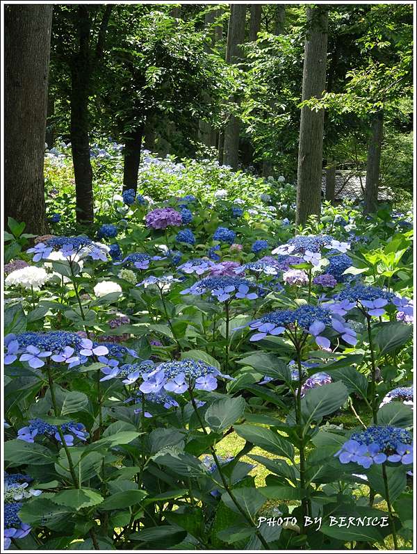 日本花卉 天台宗大原三千院門跡 紫陽花苑 京都bernice部落格 痞客邦 日本花卉 天台宗大原三千院門跡 紫陽花苑 京都bernice部落格 痞客邦