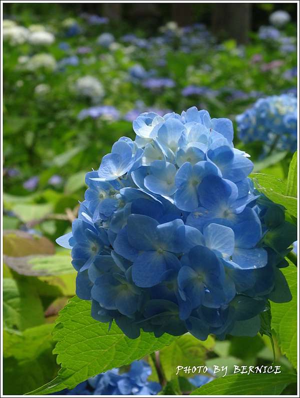 日本花卉 天台宗大原三千院門跡 紫陽花苑 京都bernice部落格 痞客邦 日本花卉 天台宗大原三千院門跡 紫陽花苑 京都bernice部落格 痞客邦