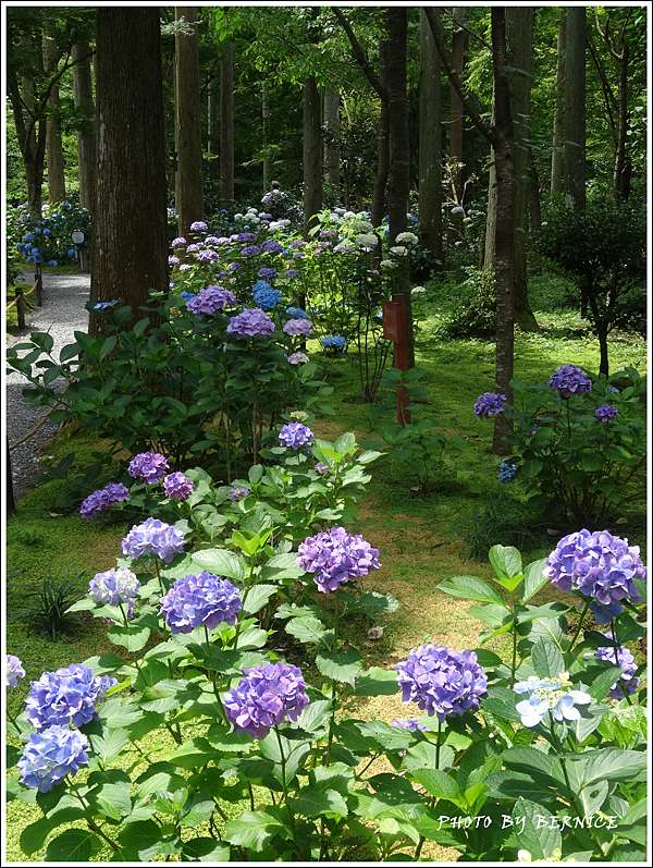 日本花卉 天台宗大原三千院門跡 紫陽花苑 京都bernice部落格 痞客邦 日本花卉 天台宗大原三千院門跡 紫陽花苑 京都bernice部落格 痞客邦