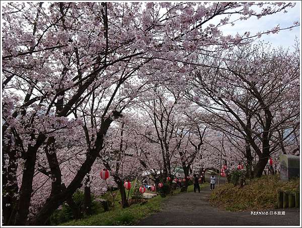 愛媛 鐵馬遊 伯方島開山公園櫻花花海 京都bernice部落格 痞客邦