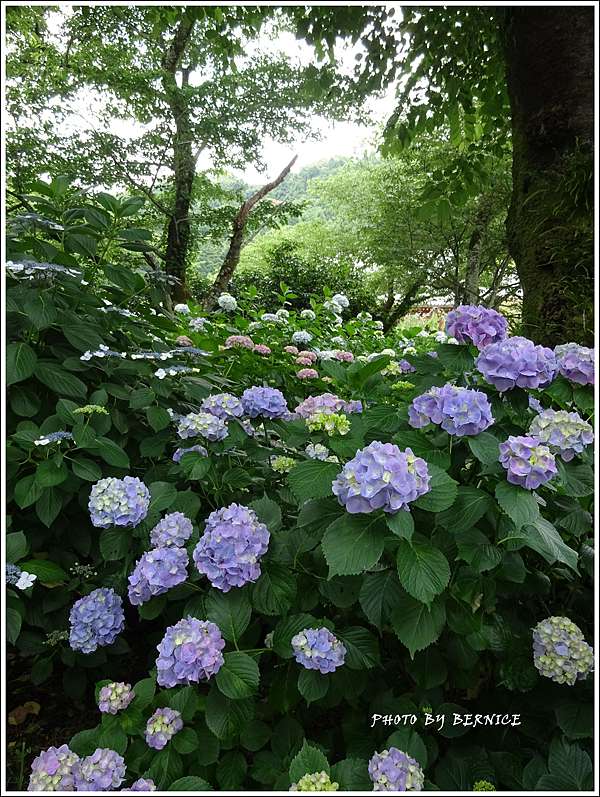 日本花卉 奈良大和郡山紫陽花名所 矢田寺 京都bernice部落格 痞客邦